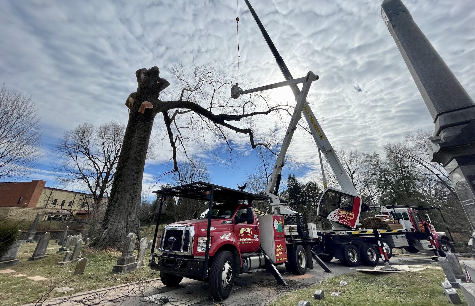 Tree Care