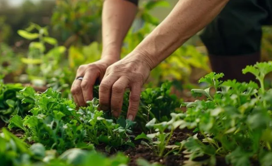 Plant nurseries