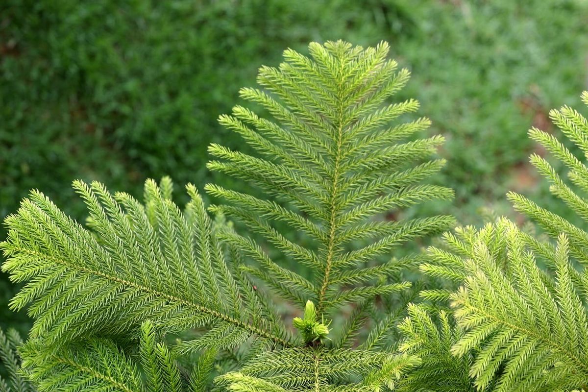 is norfolk island pine an monocot or dicot